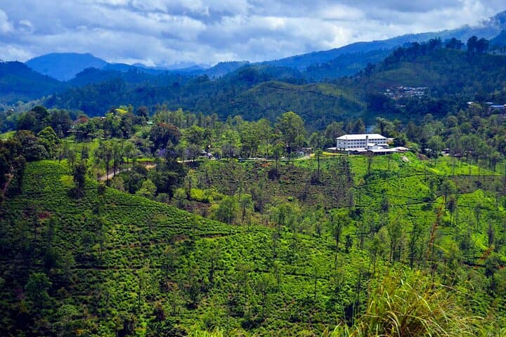 Ella Tea Estate Experience: Halpe Factory Tour & Tasting photo 6