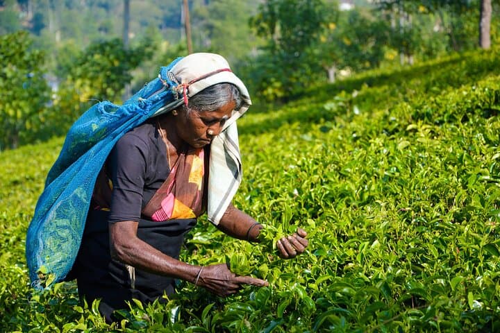 Ella Tea Estate Experience: Halpe Factory Tour & Tasting