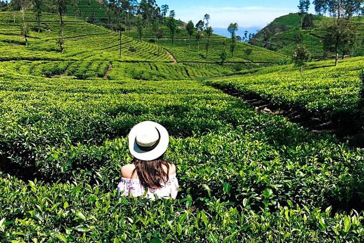 Ella Tea Estate Experience: Halpe Factory Tour & Tasting photo 3