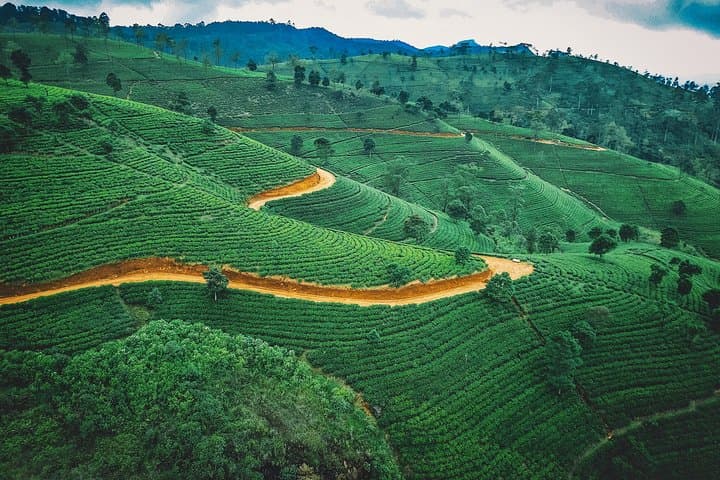 Ella Tea Estate Experience: Halpe Factory Tour & Tasting photo 4
