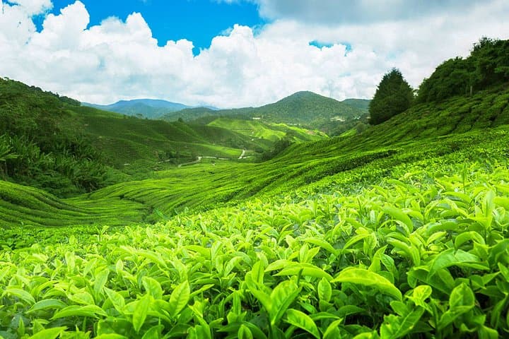 Ella Tea Estate Experience: Halpe Factory Tour & Tasting photo 2