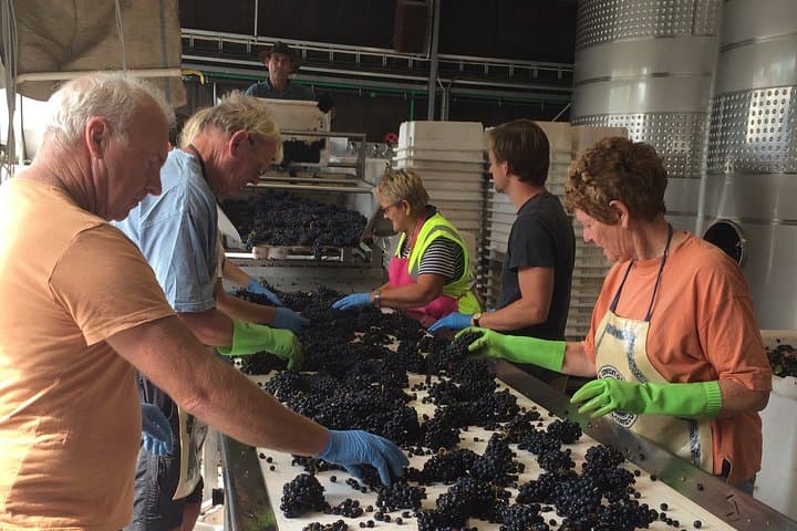 Exploring Marlborough: A Wine, Gourmet, and Scenic Escape in New Zealand photo 4