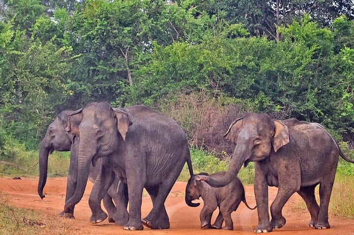 Udawalawe National Park Safari from Talpe: Elephants, Birds & Wild Plains photo 1