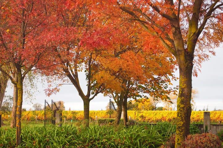 Winter Wine Tour of Marlborough: Private Blenheim Tastings & Scenic Drives