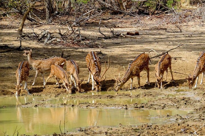 Yala National Park Safari from Koggala — Day Trip to See Leopards & Elephants photo 4