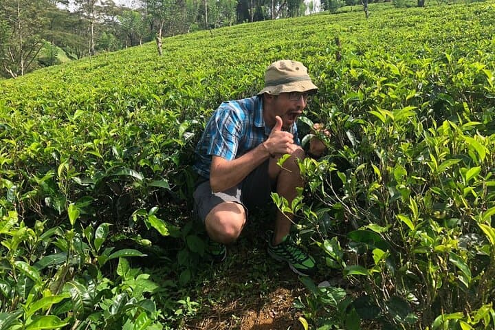 Tea, Mist and World's End: 2-Day Nuwara Eliya Escape from Negombo photo 6