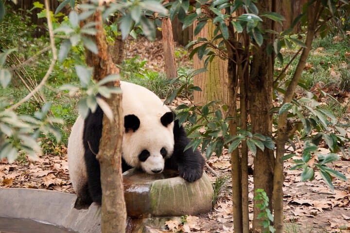Private 2-Day Chengdu & Leshan Giant Buddha Tour from Xi'an by Bullet Train photo 4