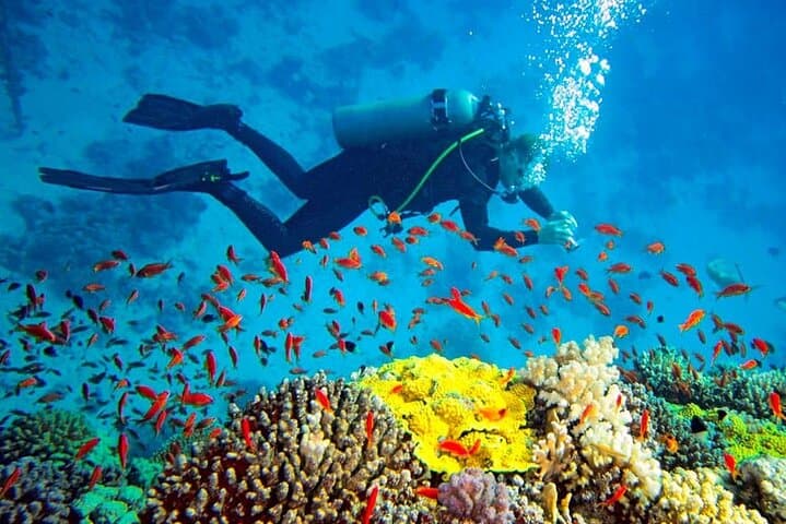 Scuba Diving in Trincomalee: Top Dive Sites, Conditions & Practical Tips
