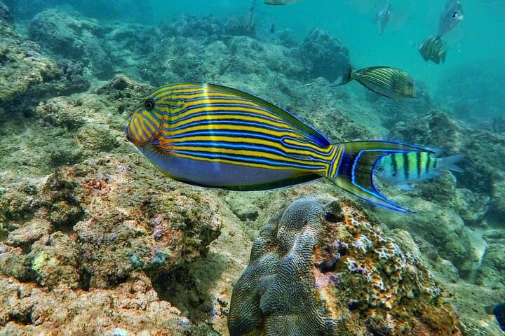 Scuba Diving in Trincomalee: Top Dive Sites, Conditions & Practical Tips photo 2