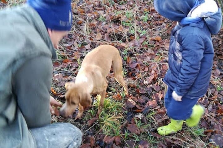 Langhe Truffle Hunting Experience Near Alba — Learn from a Third‑Generation Trifolao photo 4