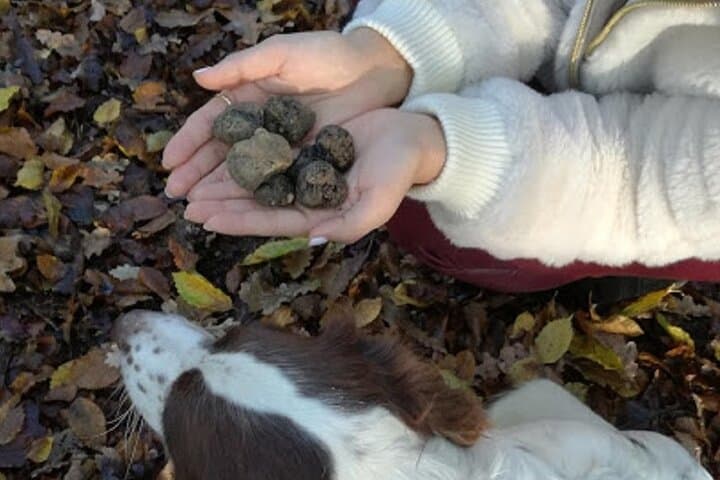 Langhe Truffle Hunting Experience Near Alba — Learn from a Third‑Generation Trifolao photo 5