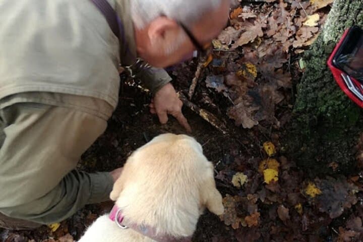 Langhe Truffle Hunting Experience Near Alba — Learn from a Third‑Generation Trifolao photo 6