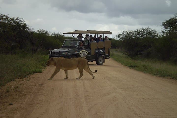 Full-Day Kruger Game Drives from Marloth Park — Big Five Safari & Birding