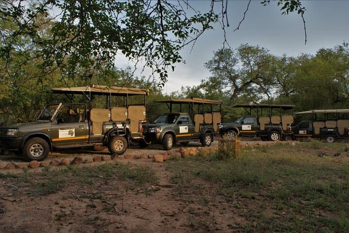 Full-Day Kruger Game Drives from Marloth Park — Big Five Safari & Birding photo 3