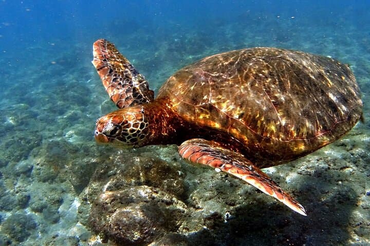 Snorkeling the Motus of Easter Island: Clear Water, Sea Turtles & Coastal Cliffs