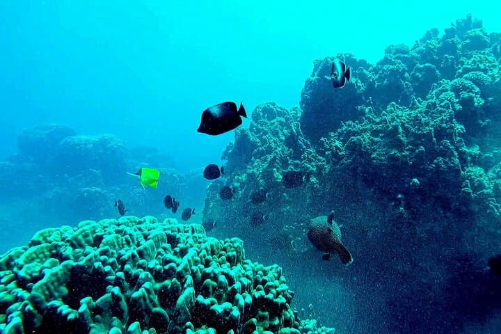 Snorkeling the Motus of Easter Island: Clear Water, Sea Turtles & Coastal Cliffs photo 4
