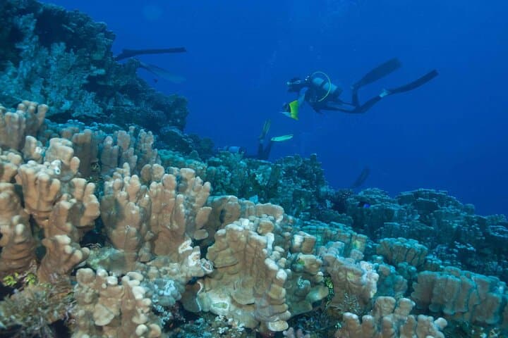First Dive on Easter Island: Baptism Scuba at Rapa Nui Reefs photo 2