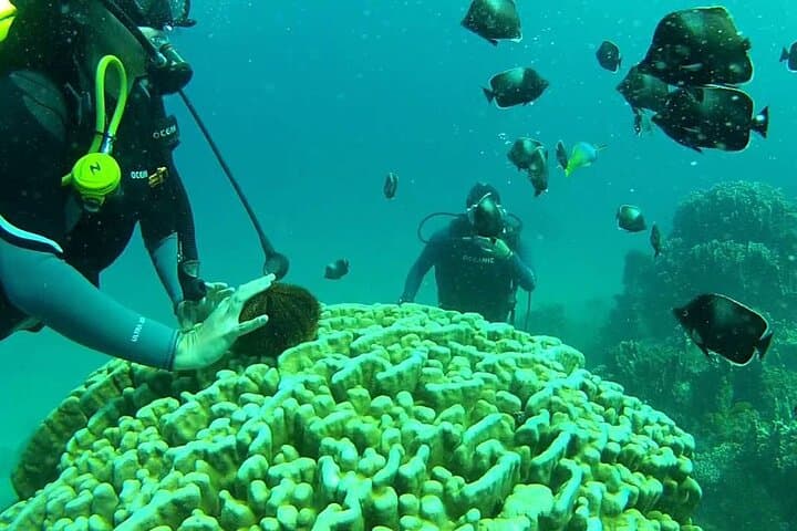 First Dive on Easter Island: Baptism Scuba at Rapa Nui Reefs photo 4