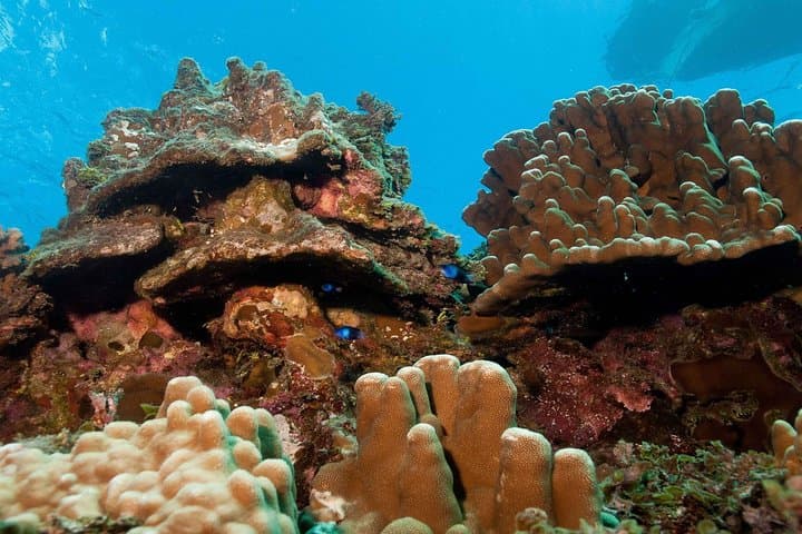 First Dive on Easter Island: Baptism Scuba at Rapa Nui Reefs photo 5