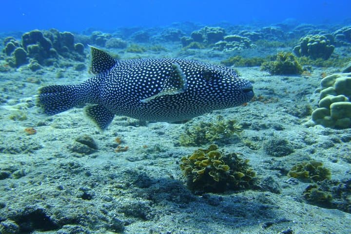First Dive on Easter Island: Baptism Scuba at Rapa Nui Reefs photo 6