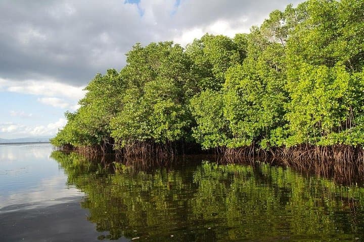 Nusa Lembongan Snorkeling & Mangrove Forest Day Tour from Sanur photo 4