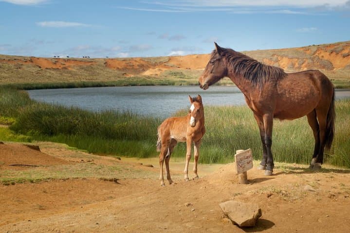 Horseback Riding and Lava Tube Caves on Easter Island (Rapa Nui) photo 5