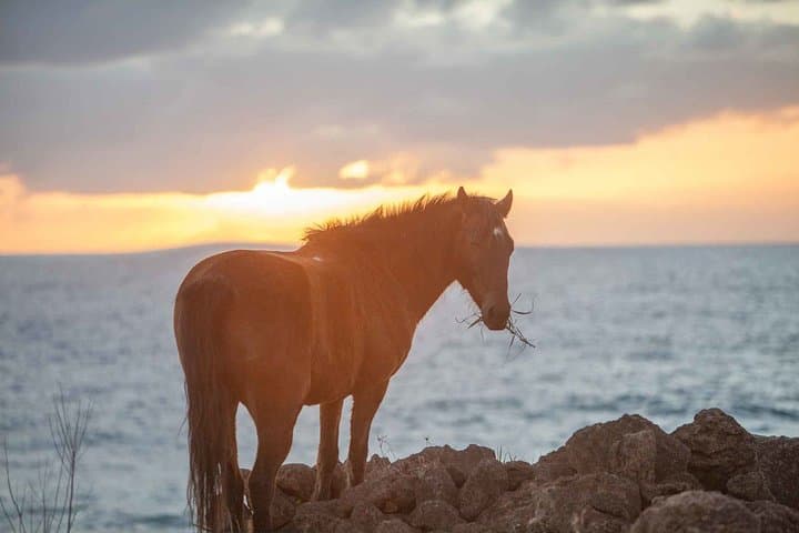 Horseback Riding and Lava Tube Caves on Easter Island (Rapa Nui) photo 6