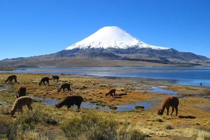 Lauca National Park & Lake Chungará Day Trip from Arica — High‑Altitude Wildlife and Andean Vistas photo 4