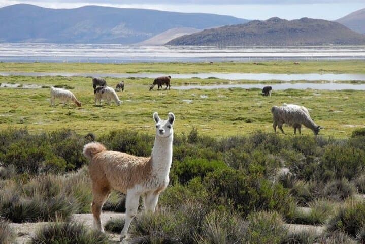 Lauca National Park & Lake Chungará Day Trip from Arica — High‑Altitude Wildlife and Andean Vistas photo 5