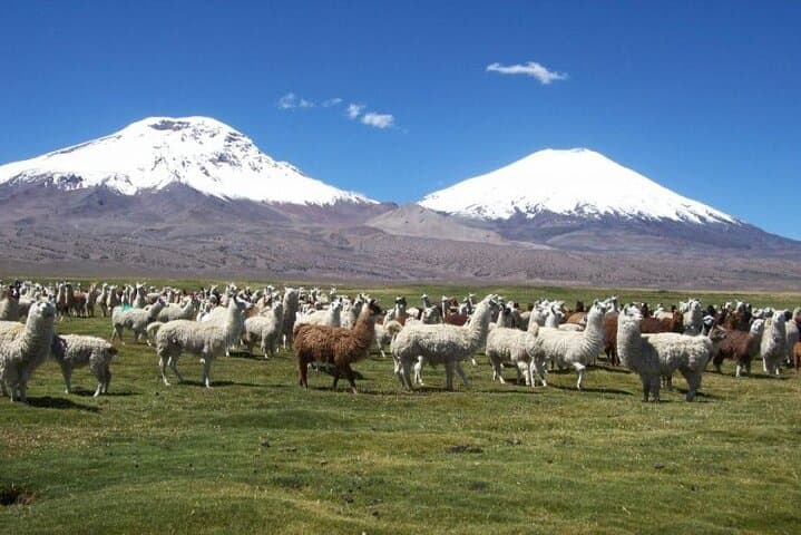 Lauca National Park & Lake Chungará Day Trip from Arica — High‑Altitude Wildlife and Andean Vistas
