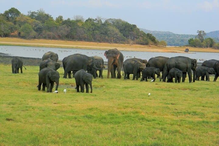 Minneriya National Park Jeep Safari — Watch Sri Lanka’s Elephant Gathering photo 1
