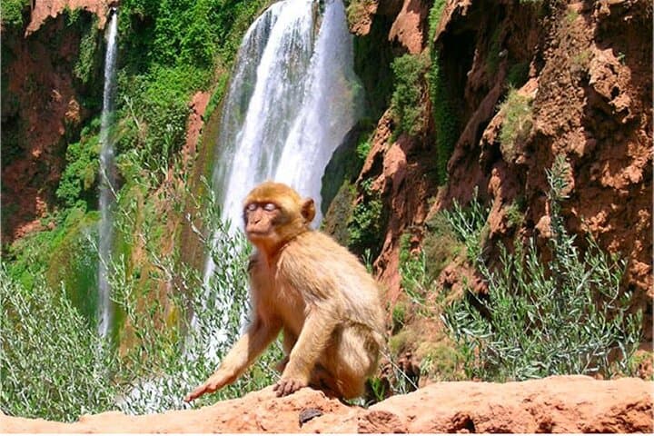 Ouzoud Falls Day Trip from Marrakech — Cascading Waterfalls & Atlas Village photo 2