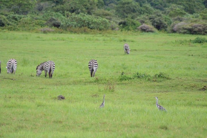 6-Day Lake Manyara, Serengeti & Ngorongoro Safari: Crater Walls, Tree-Climbing Lions and Tarangire Elephants photo 4