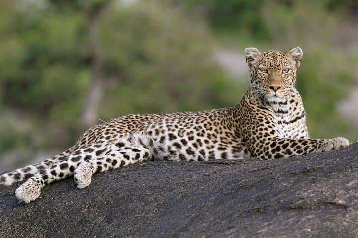 5-Day Tanzania Safari: Lake Manyara, Serengeti & Ngorongoro Crater photo 3