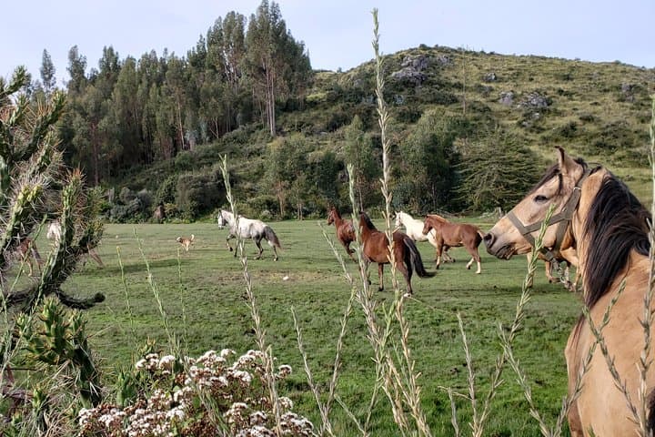 Huchuy Qosqo Horseback Trek: 2-Day High-Andes Ride from Cusco photo 3