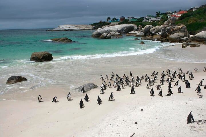 8-Day Wild Coast & Garden Route Essentials: Storms River, Cango Caves & Cape Winelands photo 5