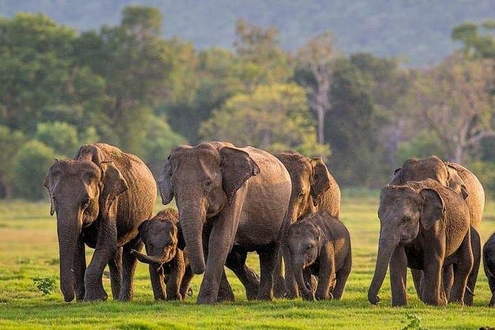 Kaudulla National Park Jeep Safari: Best Time to See Sri Lanka's Elephants photo 3