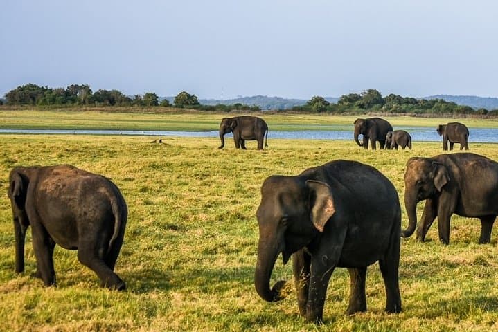 Hurulu Eco Park Jeep Safari: Evening Elephant Encounters in Sri Lanka
