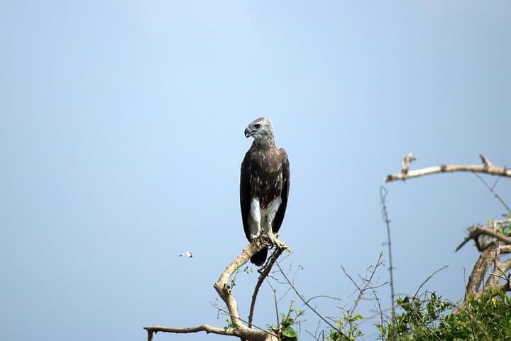 Bundala National Park Jeep Safari: Birdwatching Through Sri Lanka’s Ramsar Wetlands photo 3