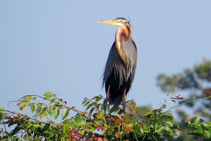 Kumana National Park Safari from Arugam Bay — Jeep Birdwatching & Wildlife Tour photo 6