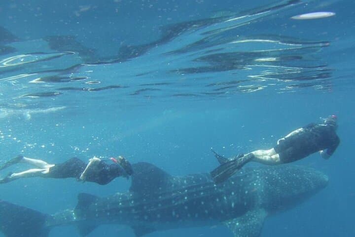 Swim with Whale Sharks off Isla Mujeres: Guided Boat Trip from Punta Sam photo 3