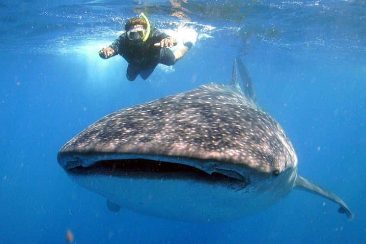 Swim with Whale Sharks off Isla Mujeres: Guided Boat Trip from Punta Sam photo 4