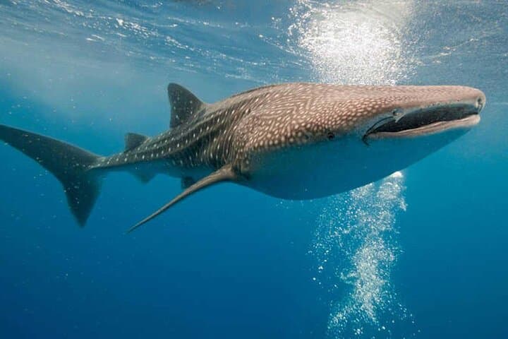 Swim with Whale Sharks off Isla Mujeres: Guided Boat Trip from Punta Sam photo 6