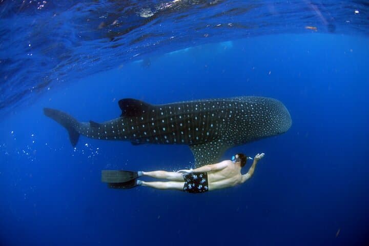 Swim with Whale Sharks off Isla Mujeres: Guided Boat Trip from Punta Sam photo 2