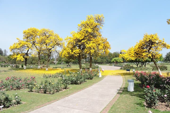 Highlights of Chandigarh: Half-Day Guided City Tour photo 6