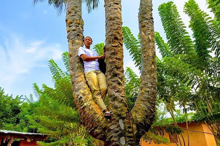 Boti Falls Day Tour: Waterfalls, Umbrella Rock & Three-Headed Palm photo 5