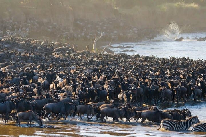 Three-Day Masai Mara Safari: Big Five, Great Rift Valley & Wildebeest Migration