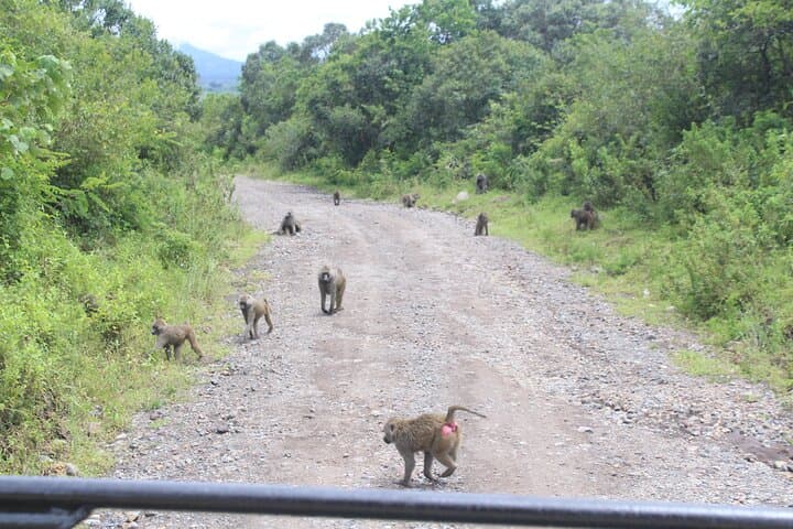 Day Safari in Arusha National Park — Momela Lakes, Ngurdoto Crater & Mount Meru Views photo 2