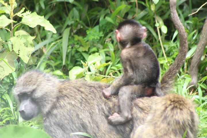 Day Safari in Arusha National Park — Momela Lakes, Ngurdoto Crater & Mount Meru Views photo 3