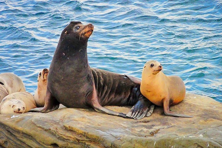 Private Shuttled Coastal Gems Tour — San Diego Beaches, Cliffs & Wildlife photo 2